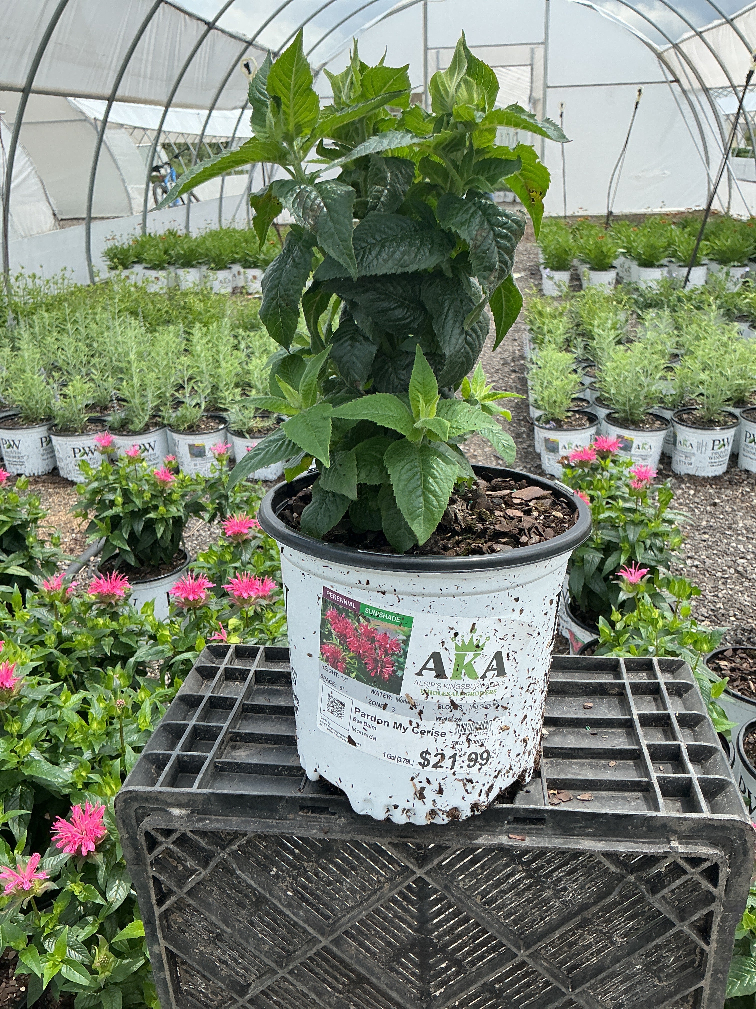 Monarda Bee Balm Pardon My Cerise