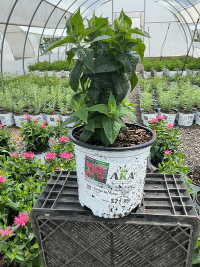Monarda Bee Balm Pardon My Cerise