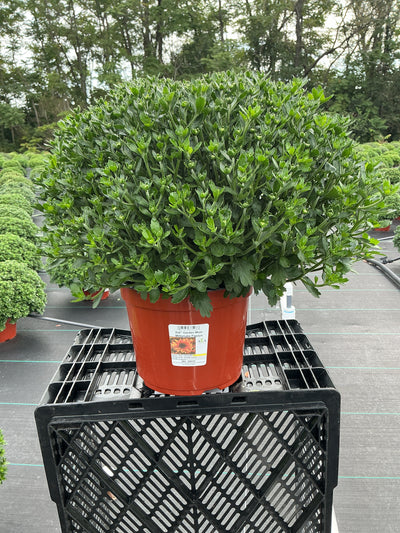 Milkshake Papaya Orange - 8"x6" Potted Garden Mum