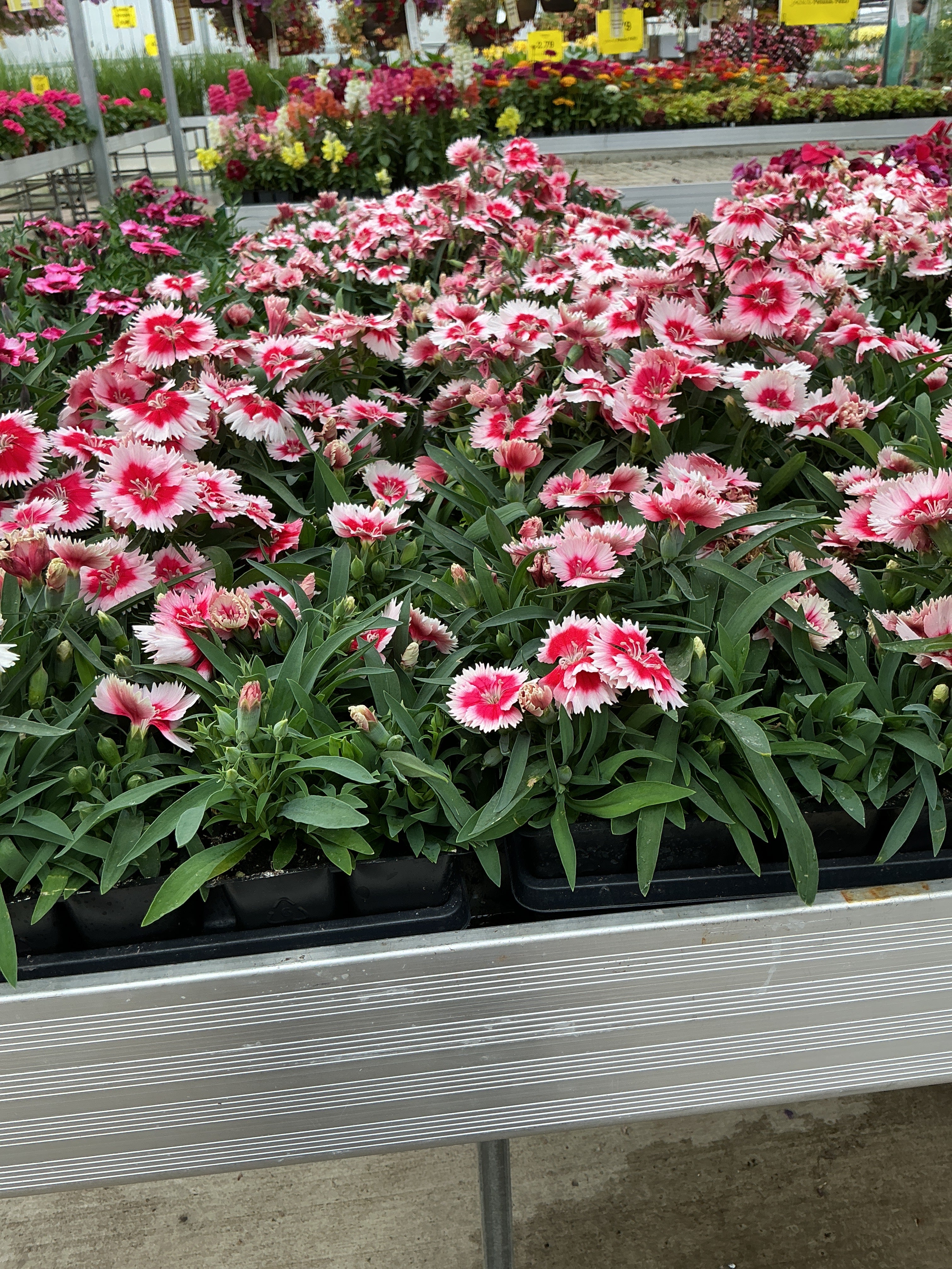 Dianthus Parfait Super Strawberry - 4 Pack Annual