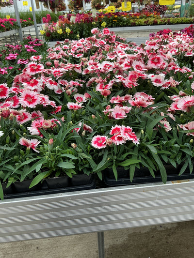 Dianthus Parfait Super Strawberry - 4 Pack Annual