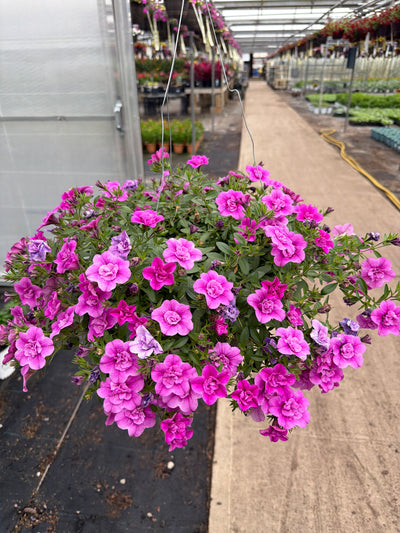 Calibrachoa MiniFamous Neo Double Pink - 11" Hanging Basket