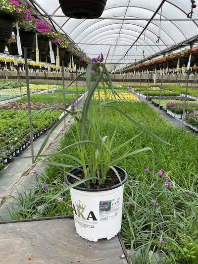 Tradescantia Spiderwort Concord Grape