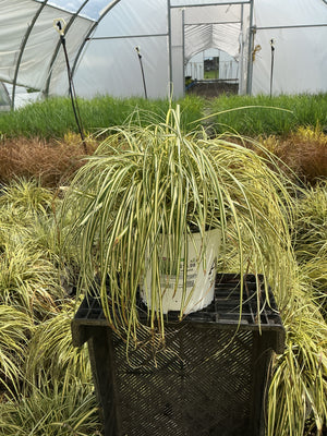 Carex Woodsedge Evergold