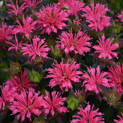 Monarda Bee Balm Pardon My Rose