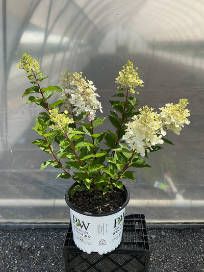 Hydrangea Pinky Winky Prime