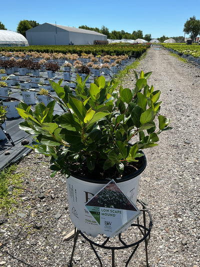 Aronia Low Scape Mound