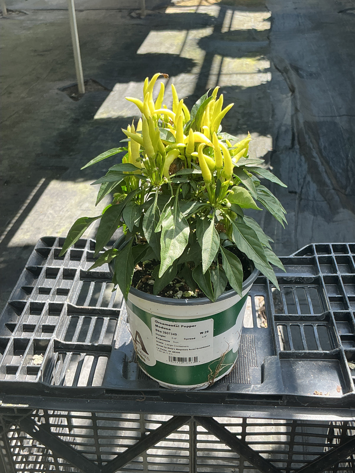 Medusa Ornamental Pepper - 5" Fall Annuals
