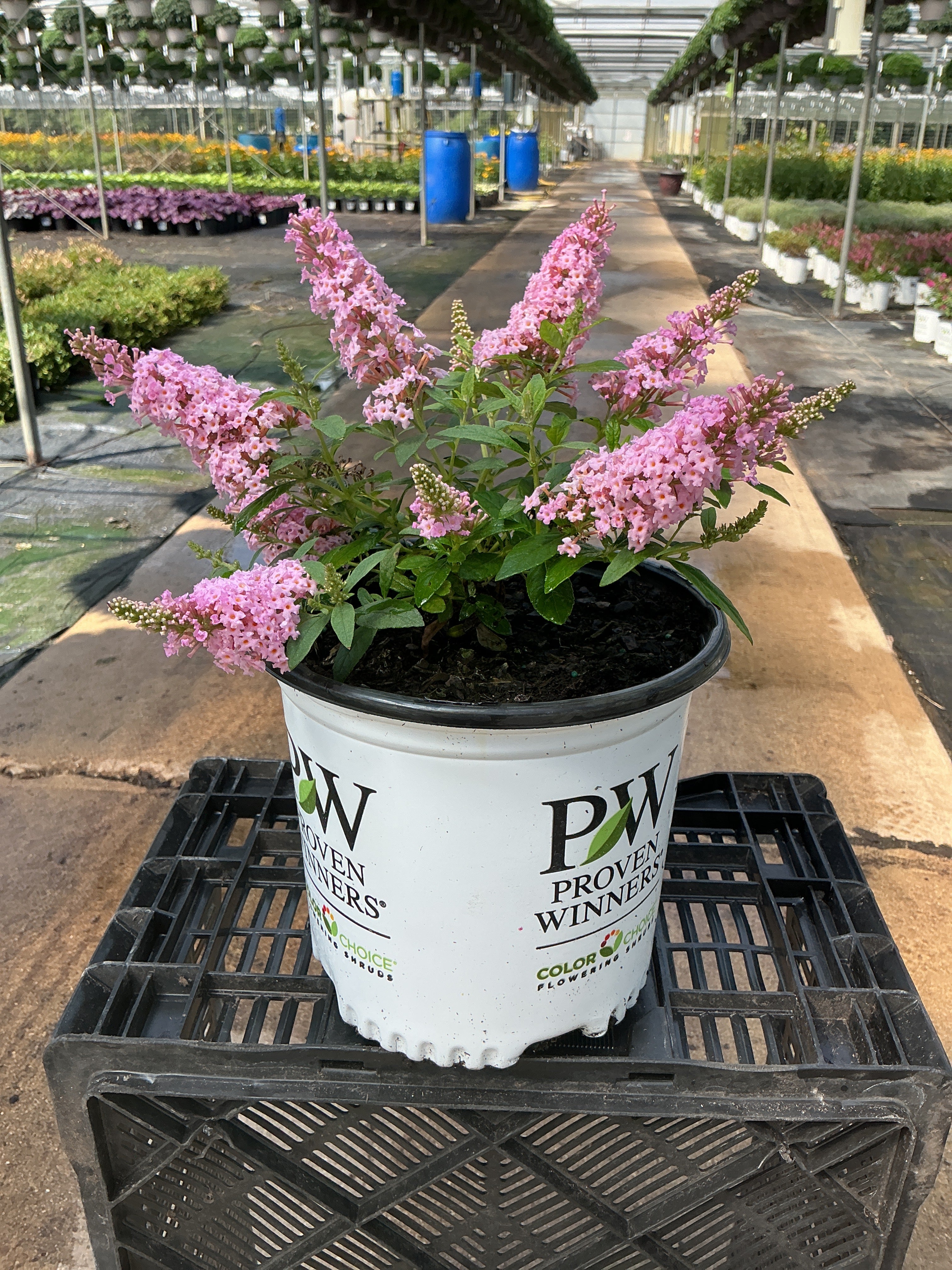 Buddleia Butterfly Little Rockstar Pink