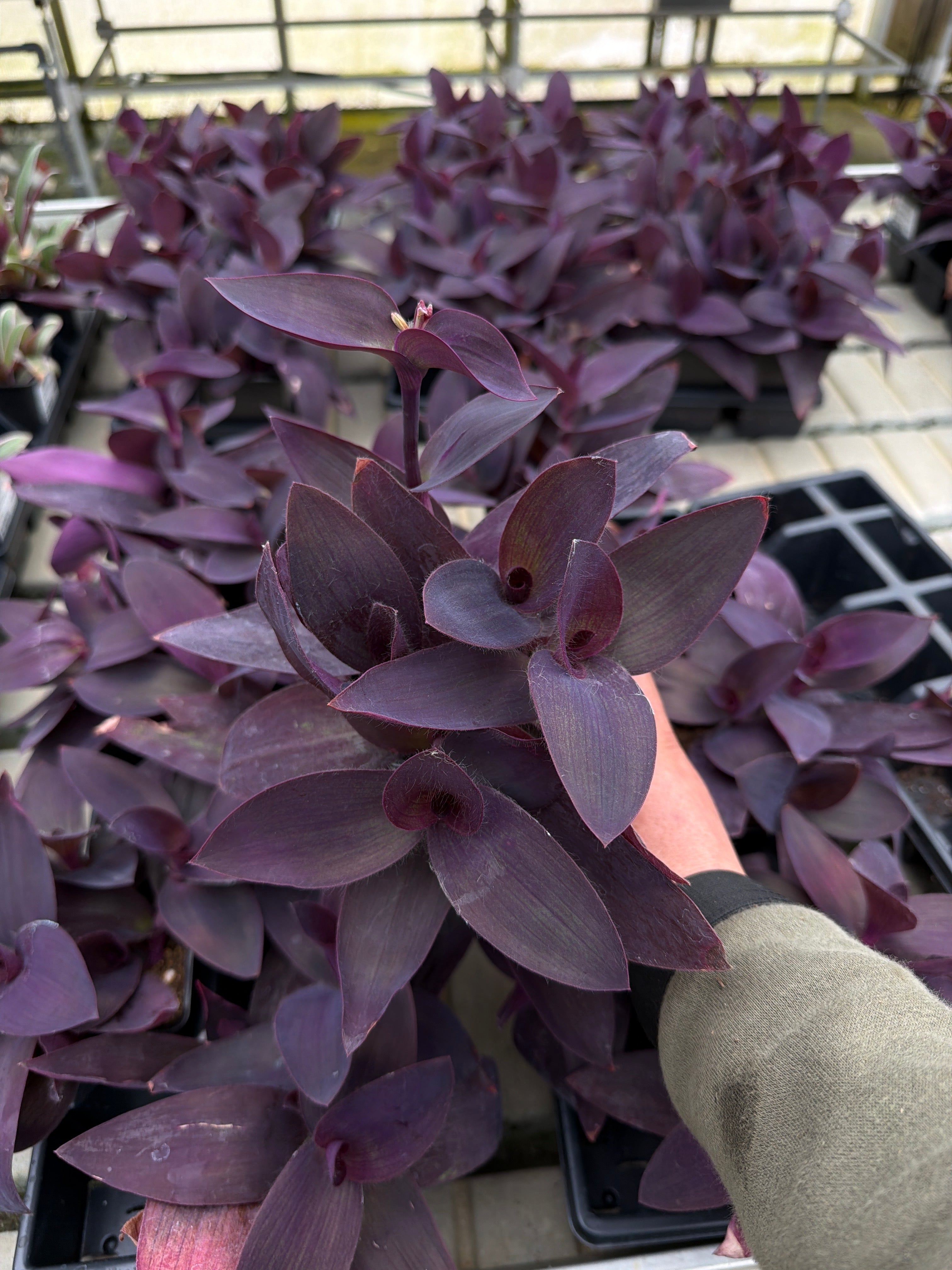 Tradescantia Palladia purple heart - 4" Houseplants