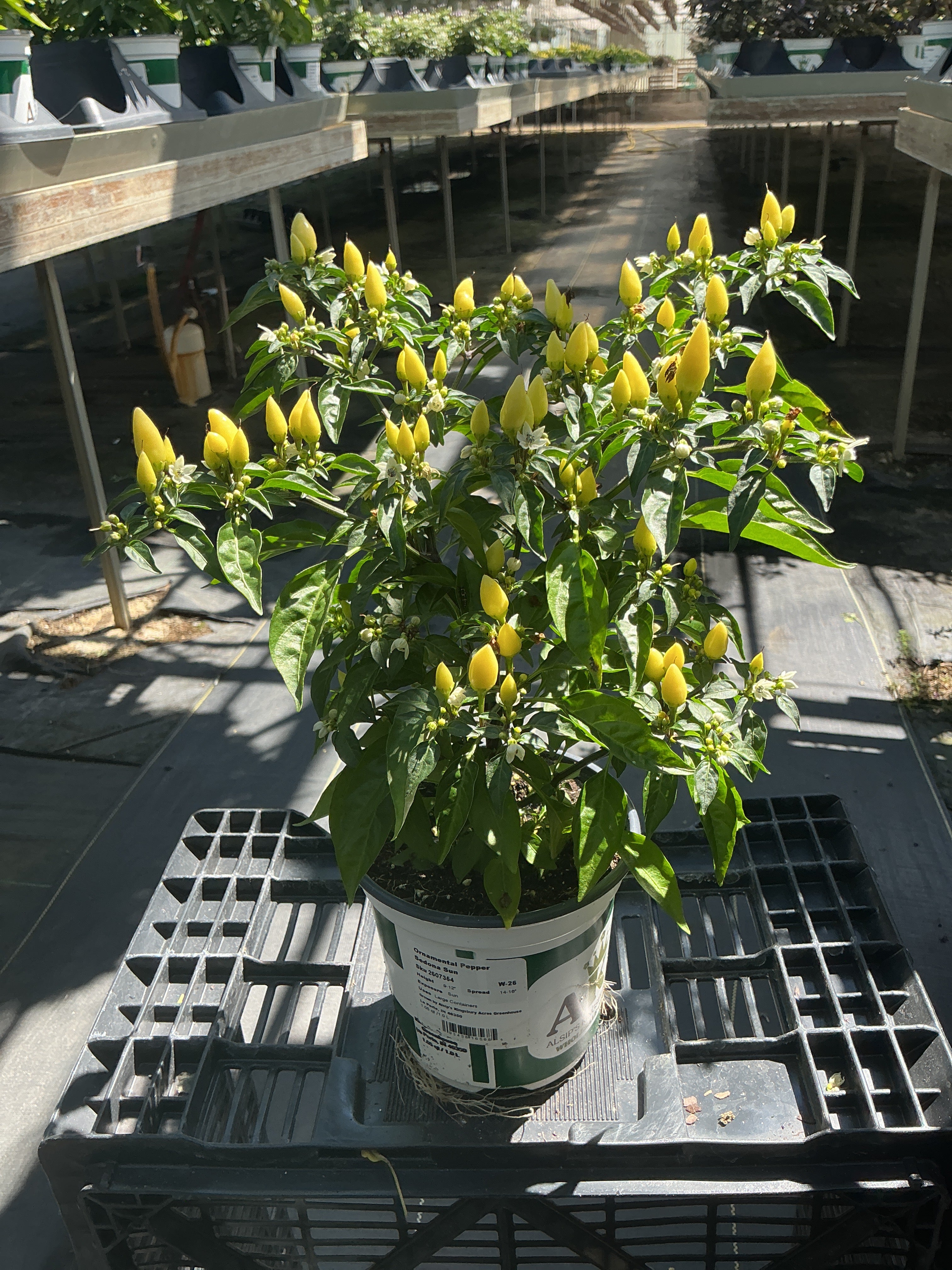 Sedona Sun Ornamental Pepper - 5" Fall Annuals