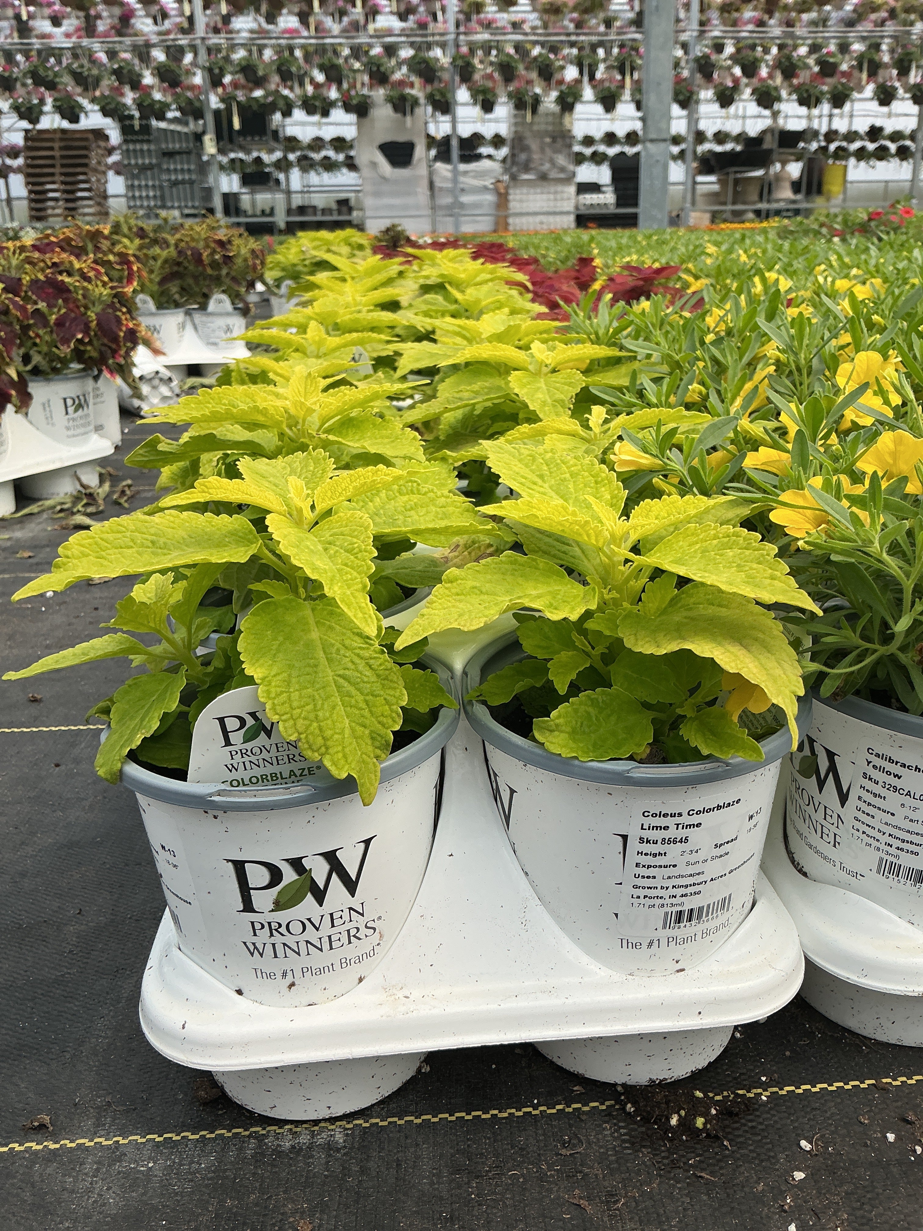 Coleus Colorblaze Lime Time - 4.25" Proven Winners Annual