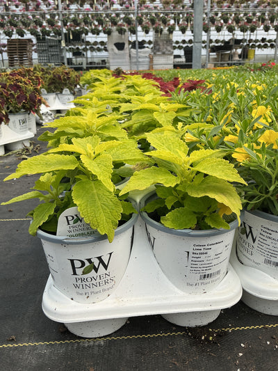 Coleus Colorblaze Lime Time - 4.25" Proven Winners Annual