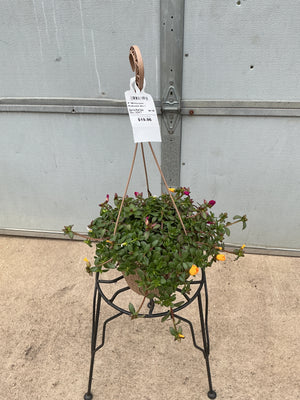 RioGrande Mix 1 - 8" Hanging Basket