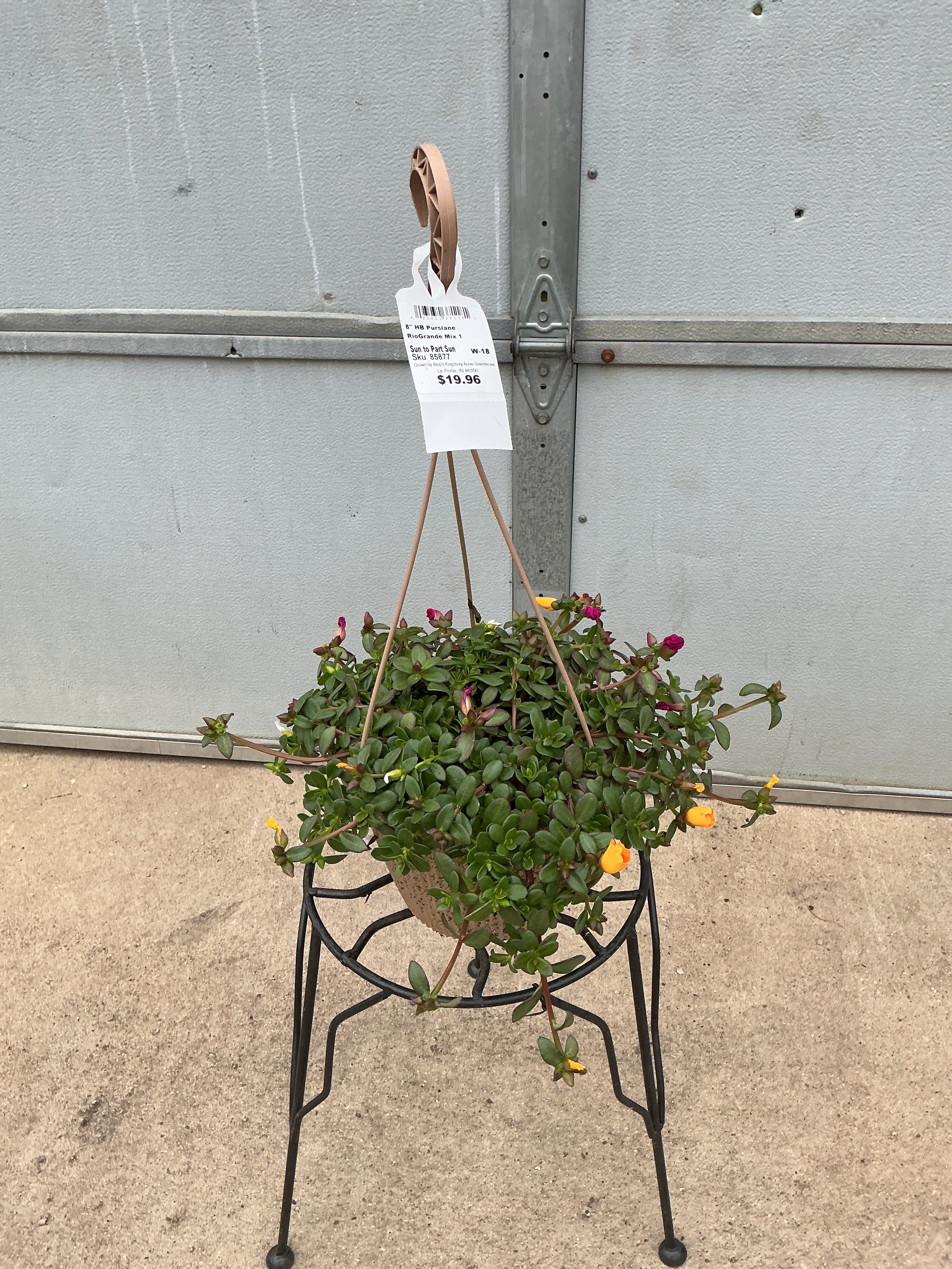RioGrande Mix 1 - 8" Hanging Basket