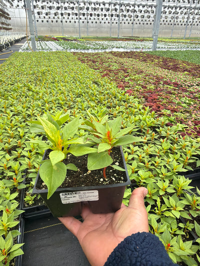 Celosia First Flame Mix - 4 Pack Annual
