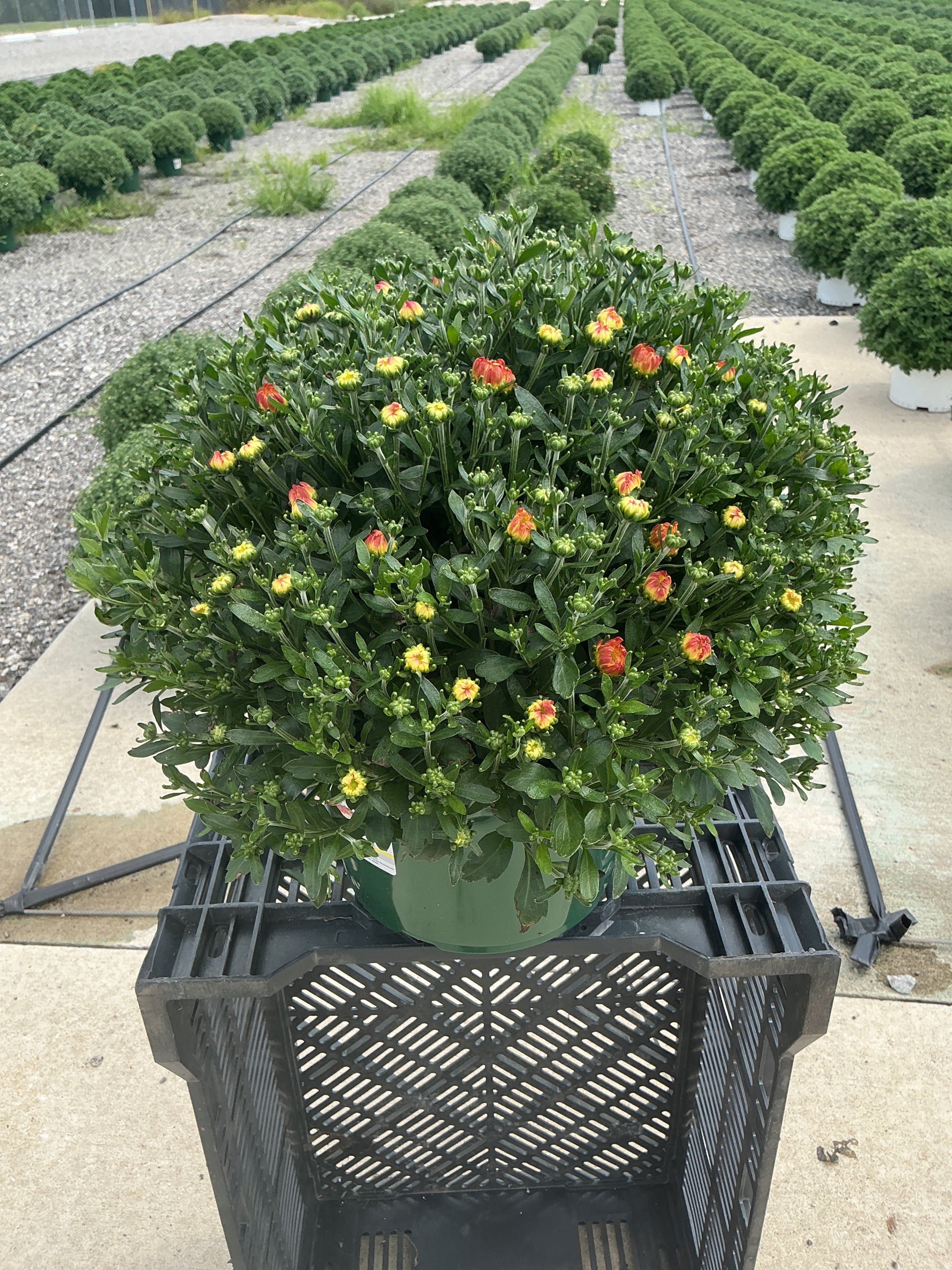 Pisces Tricolor (Mix 1) - 9"x6" Potted Garden Mum