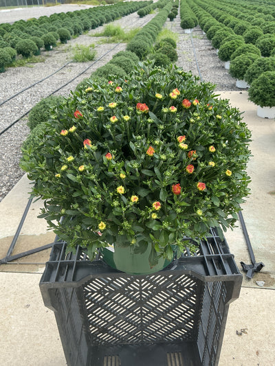 Pisces Tricolor (Mix 1) - 9"x6" Potted Garden Mum