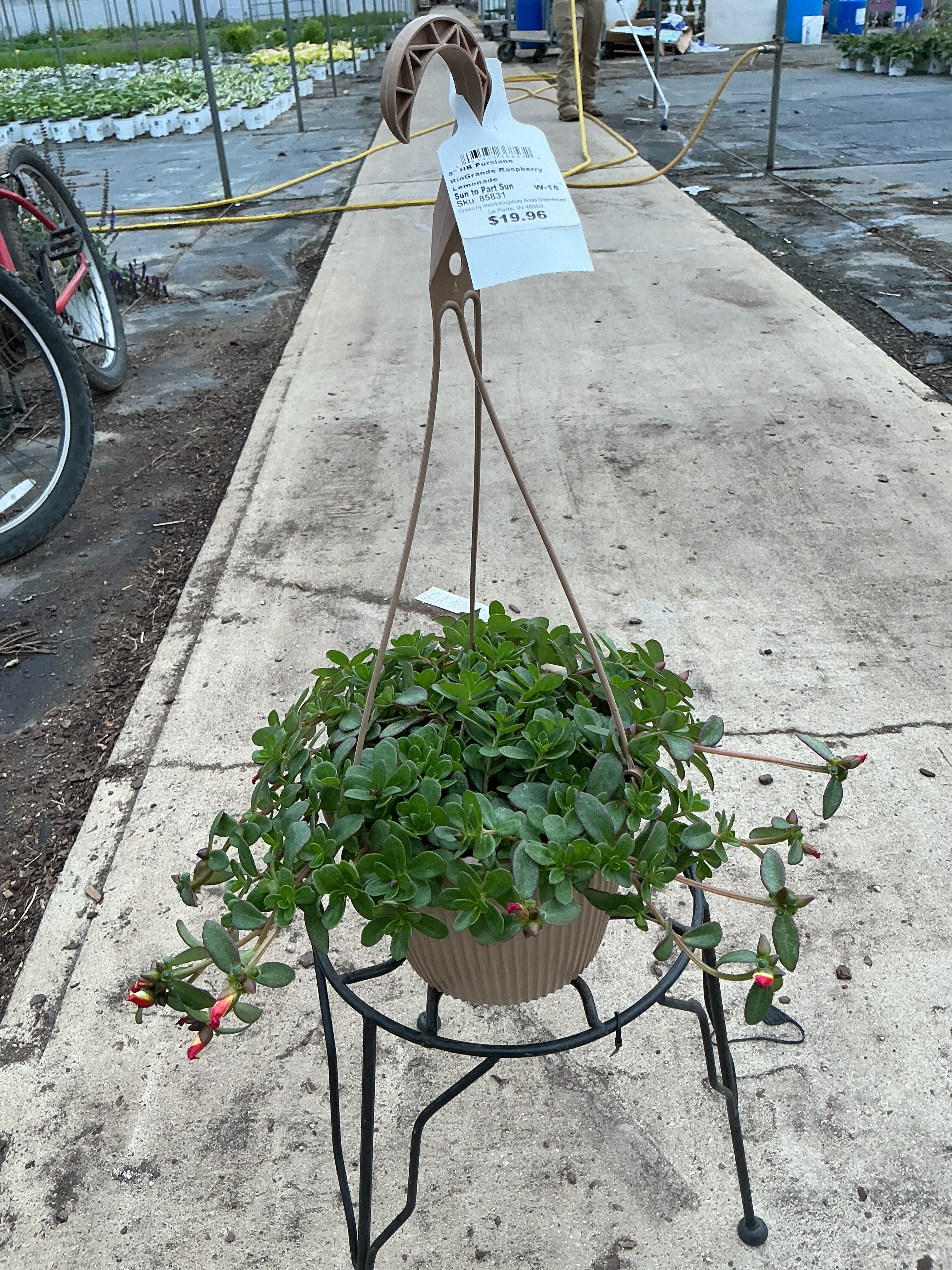 Purslane RioGrande Raspberry Lemonade - 8" Hanging Basket