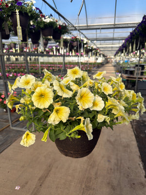 Petunia Easy Wave Yellow - 11" Hanging Basket