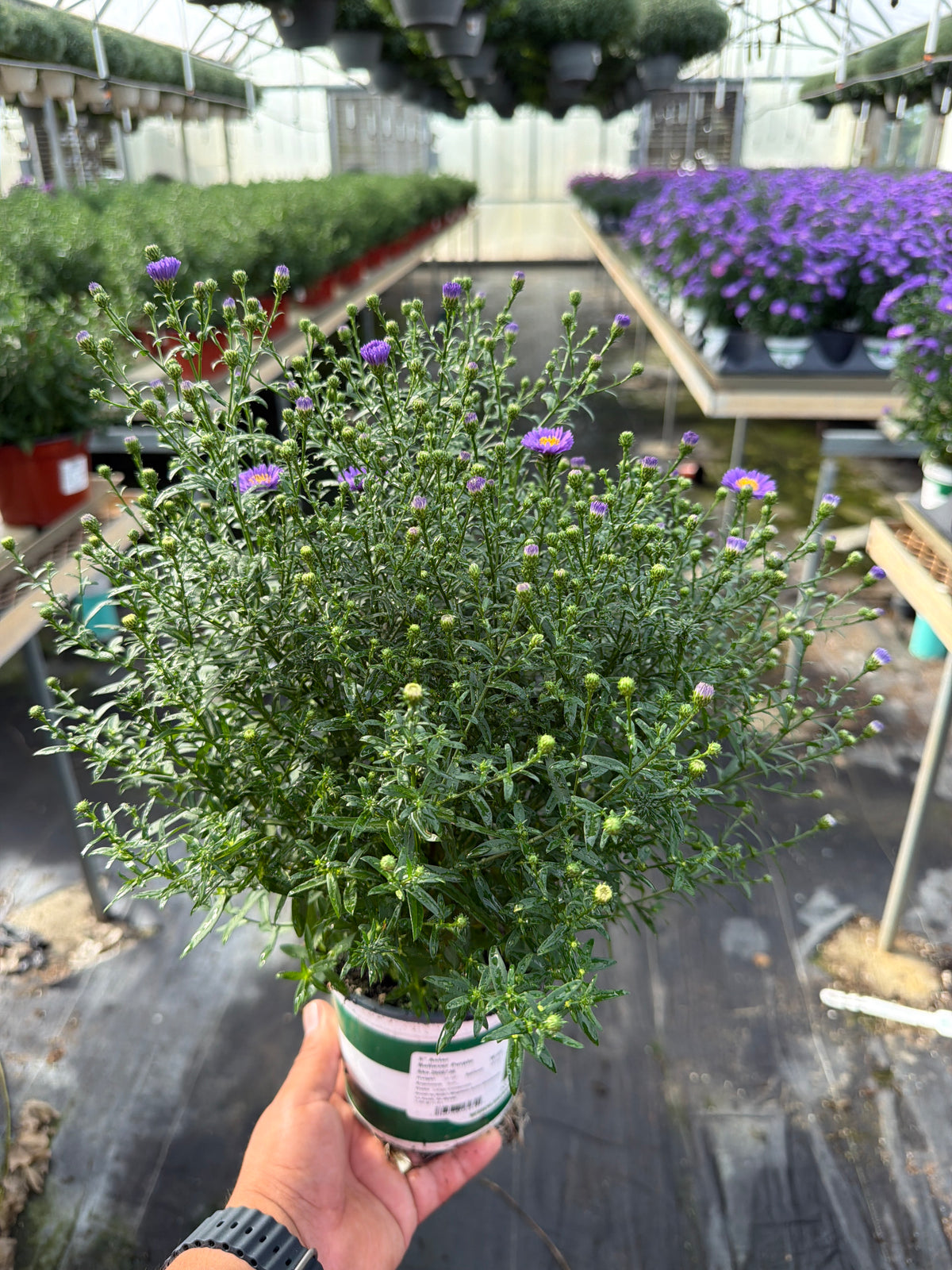 Believer Purple Aster - 5" Fall Asters