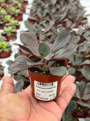 Echeveria nodulosa - 2.5" Succulent