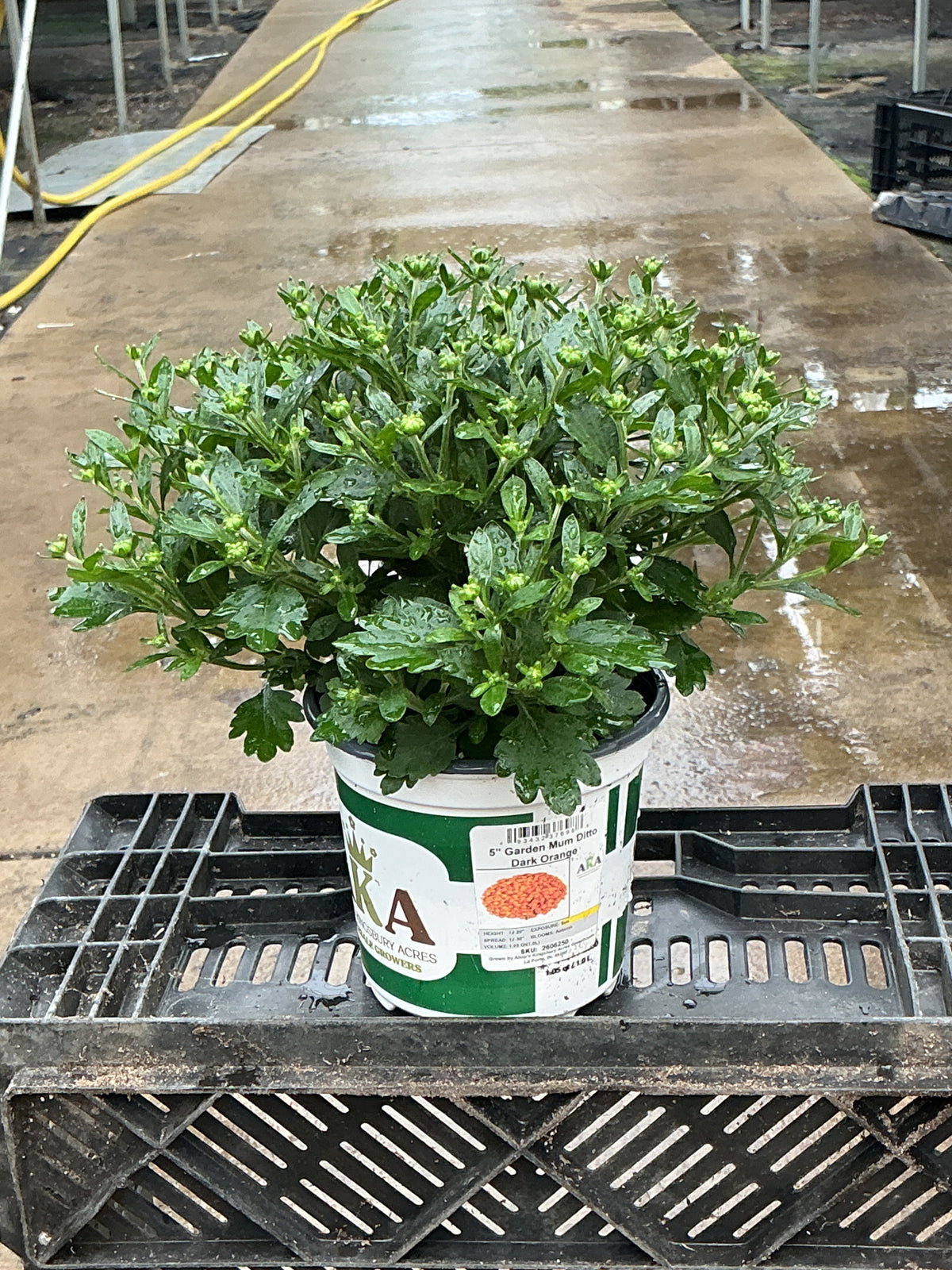 Ditto Dark Orange - 5" Potted Garden Mum