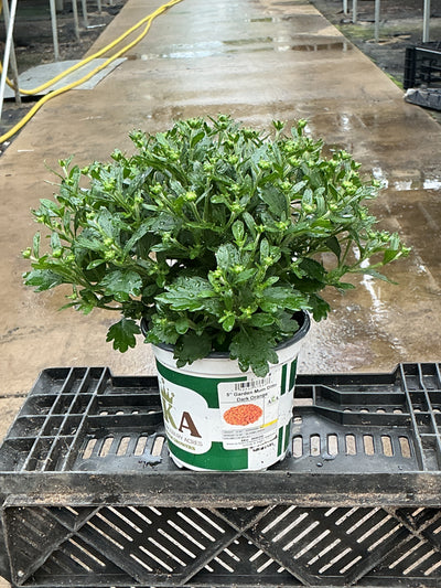 Ditto Dark Orange - 5" Potted Garden Mum