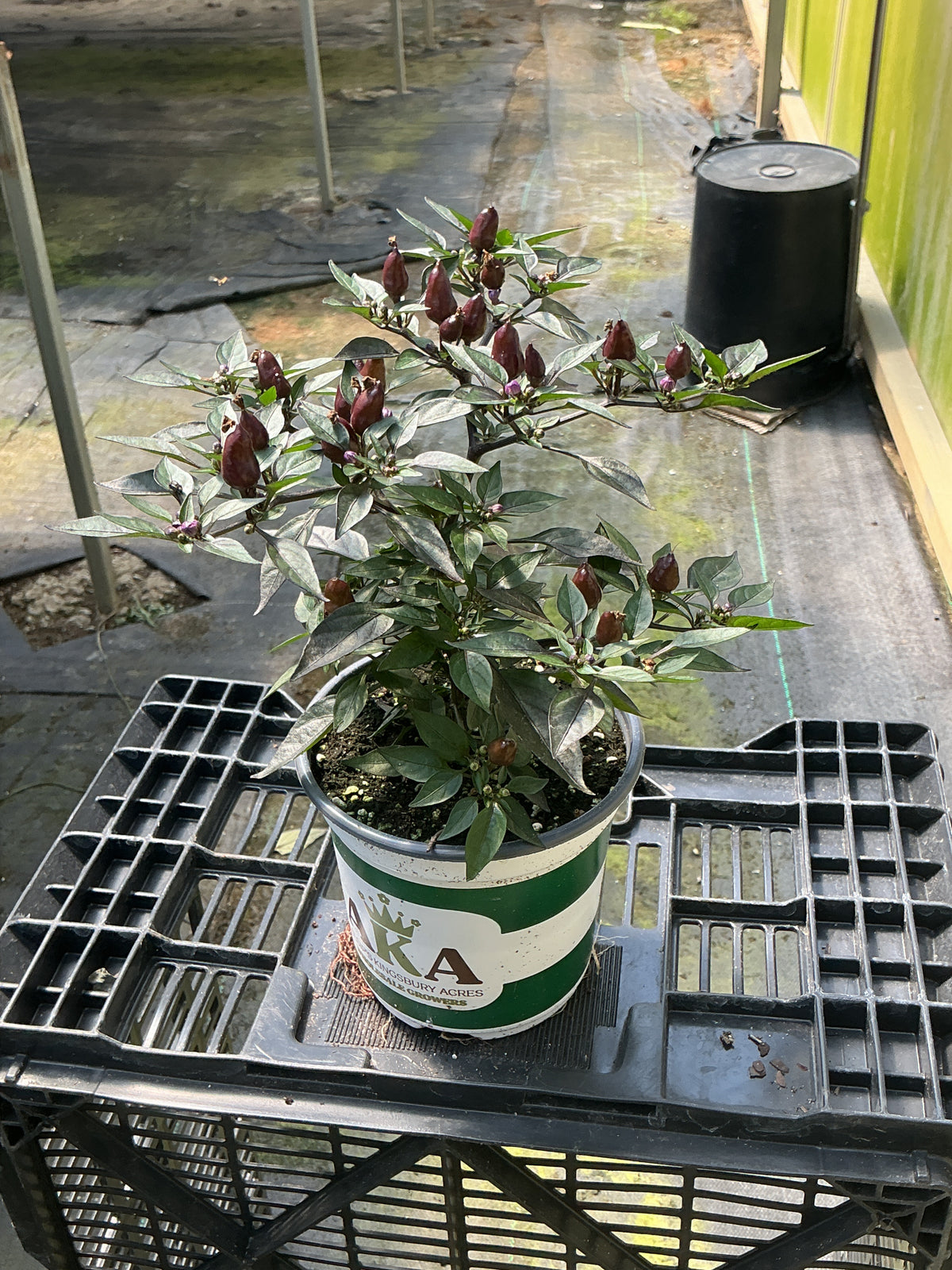 Midnight Fire Ornamental Pepper - 5" Fall Annuals