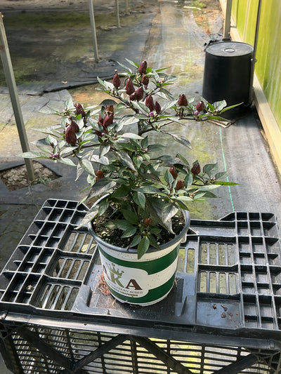 Midnight Fire Ornamental Pepper - 5" Fall Annuals