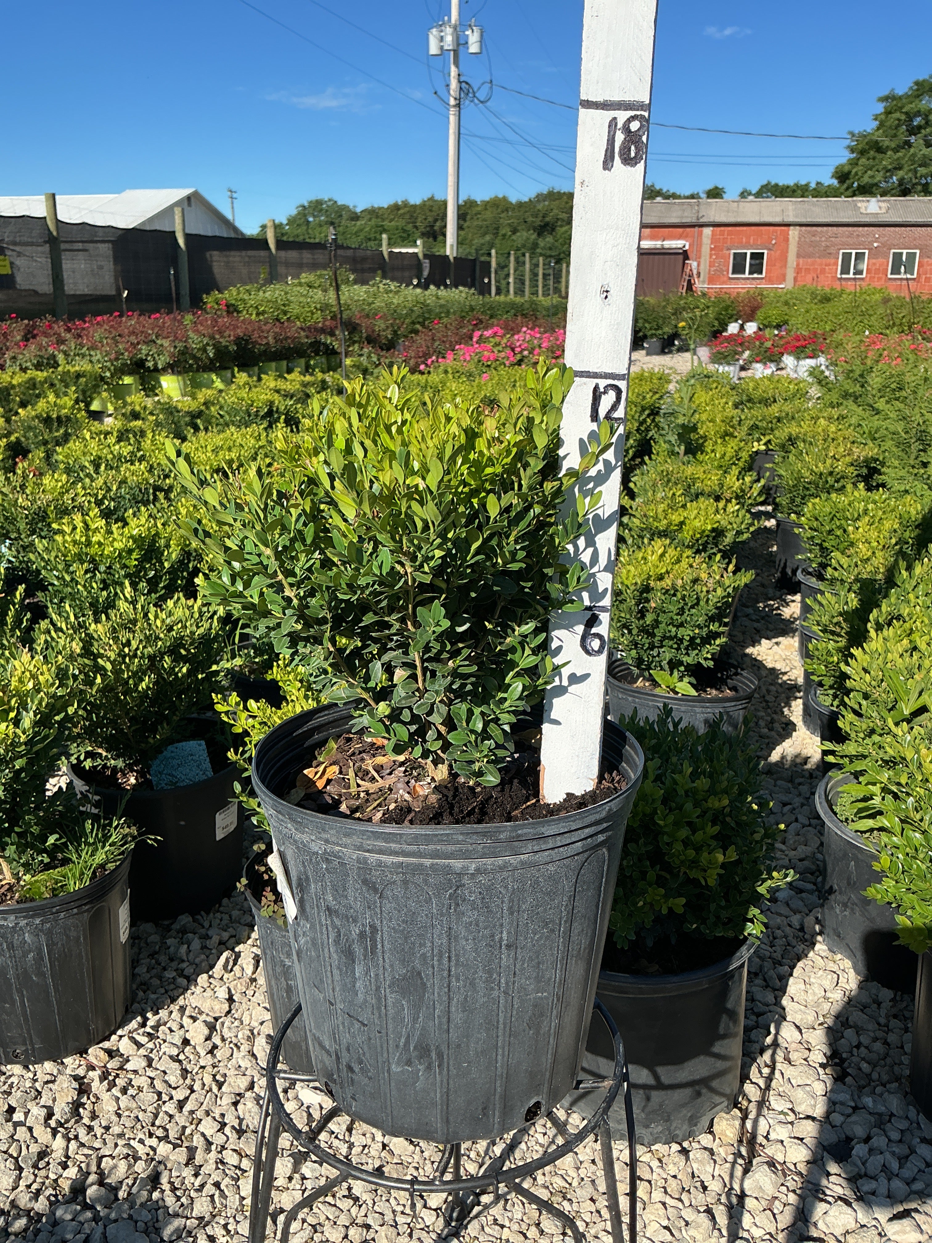 Buxus Green Mountain