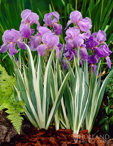 Iris Flags Albovariegata White