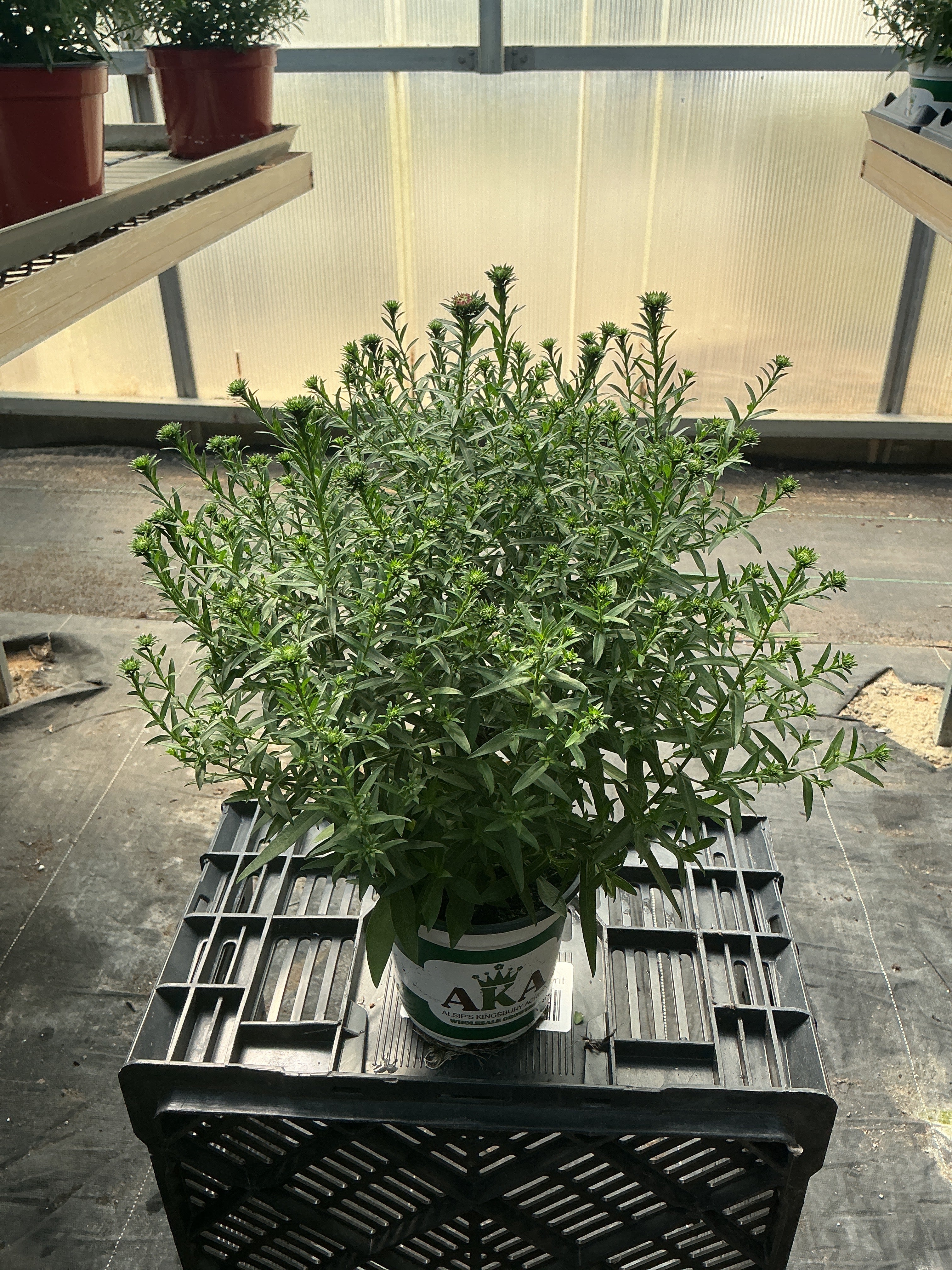 Henry I Pink Aster - 5" Fall Asters
