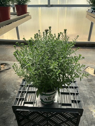 Henry I Pink Aster - 5" Fall Asters