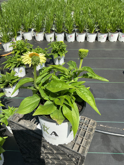 Echinacea Coneflower Sunseekers Apple Green