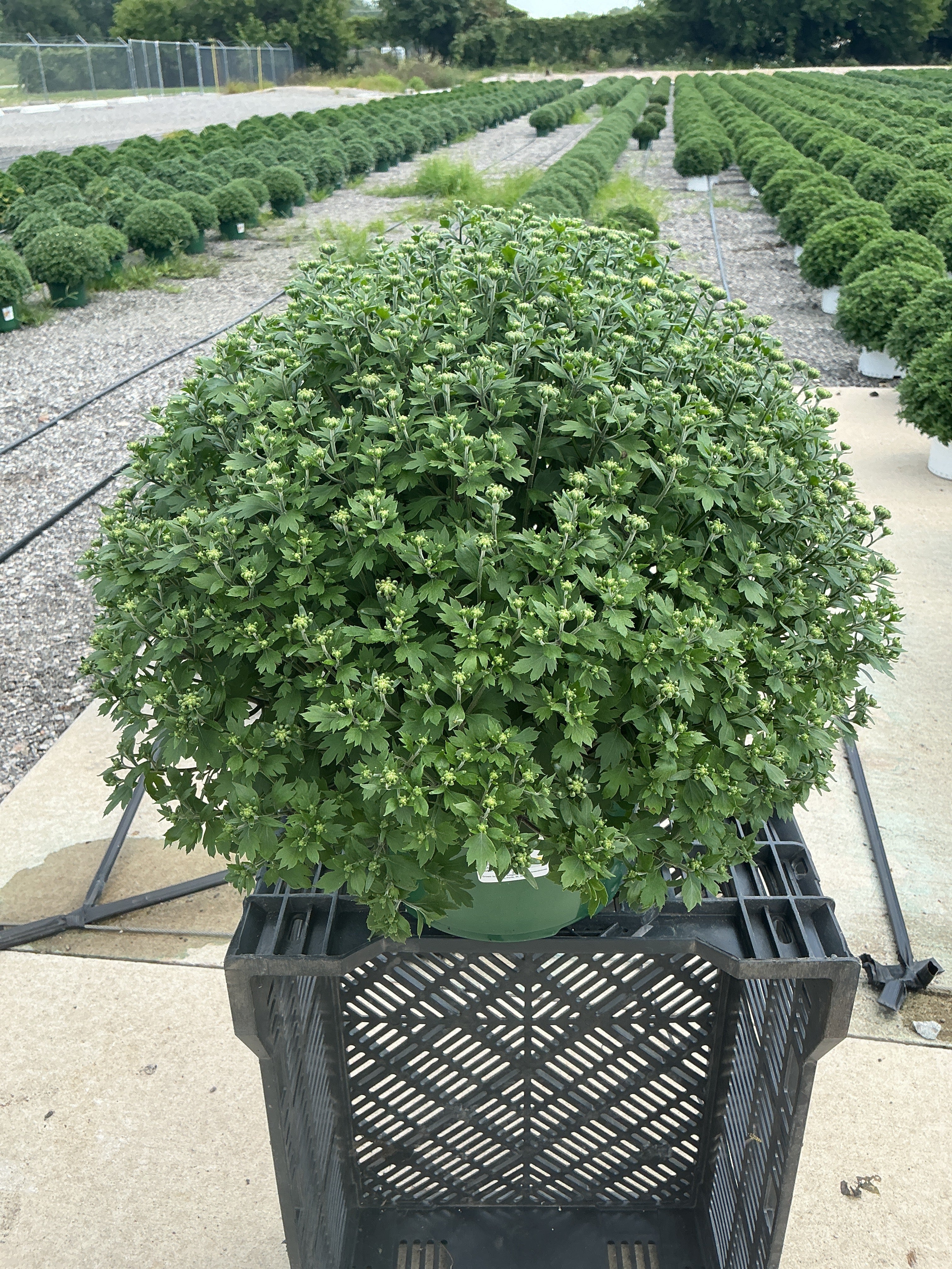 Jacqueline Tricolor (Mix 3) - 9"x6" Potted Garden Mum