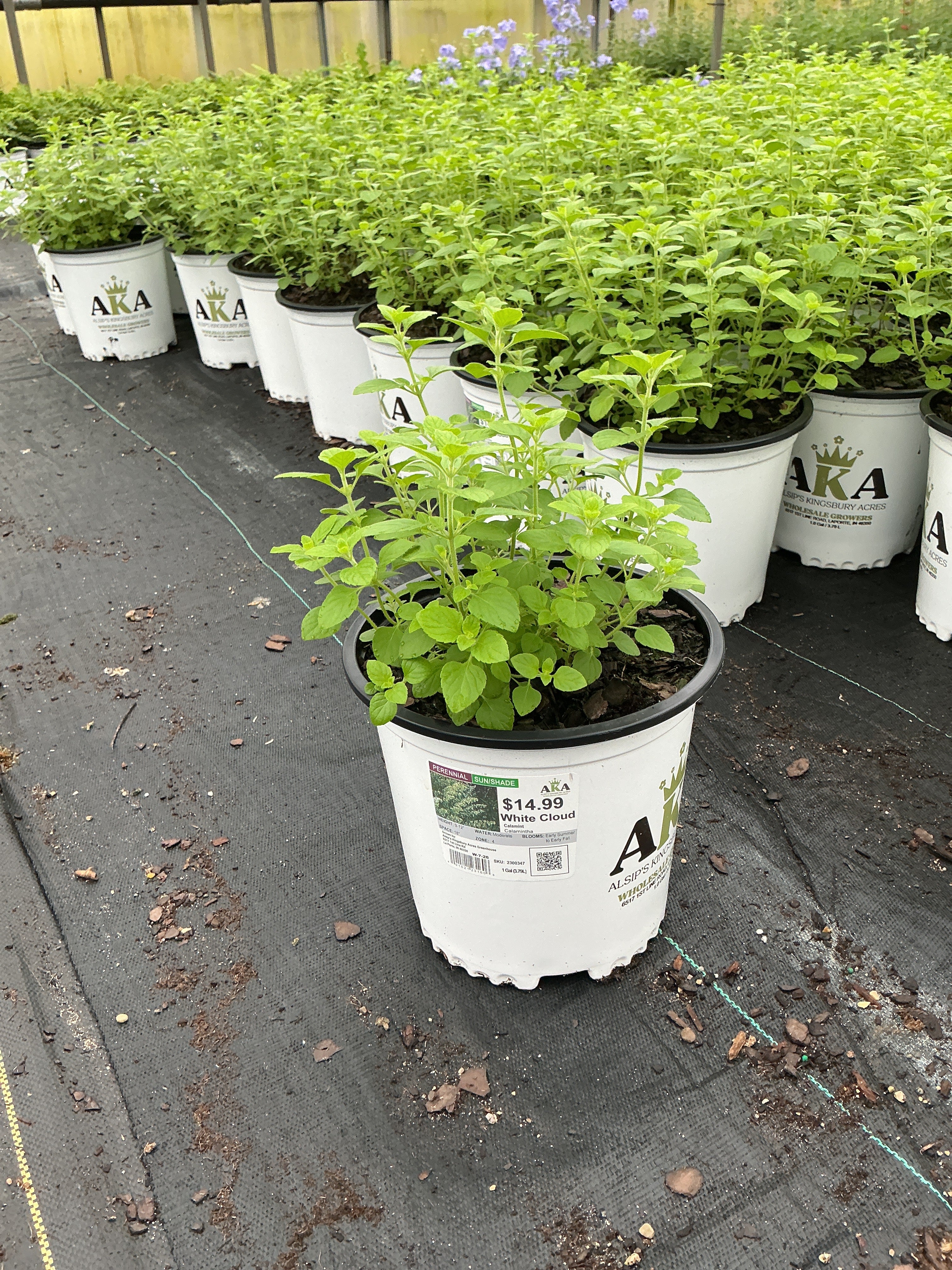 Calamintha Calamint White Cloud