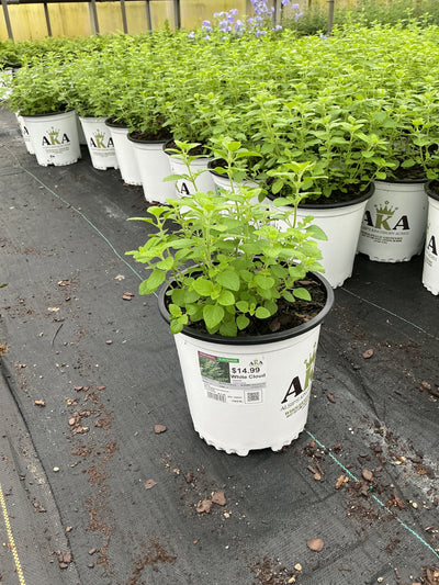 Calamintha Calamint White Cloud