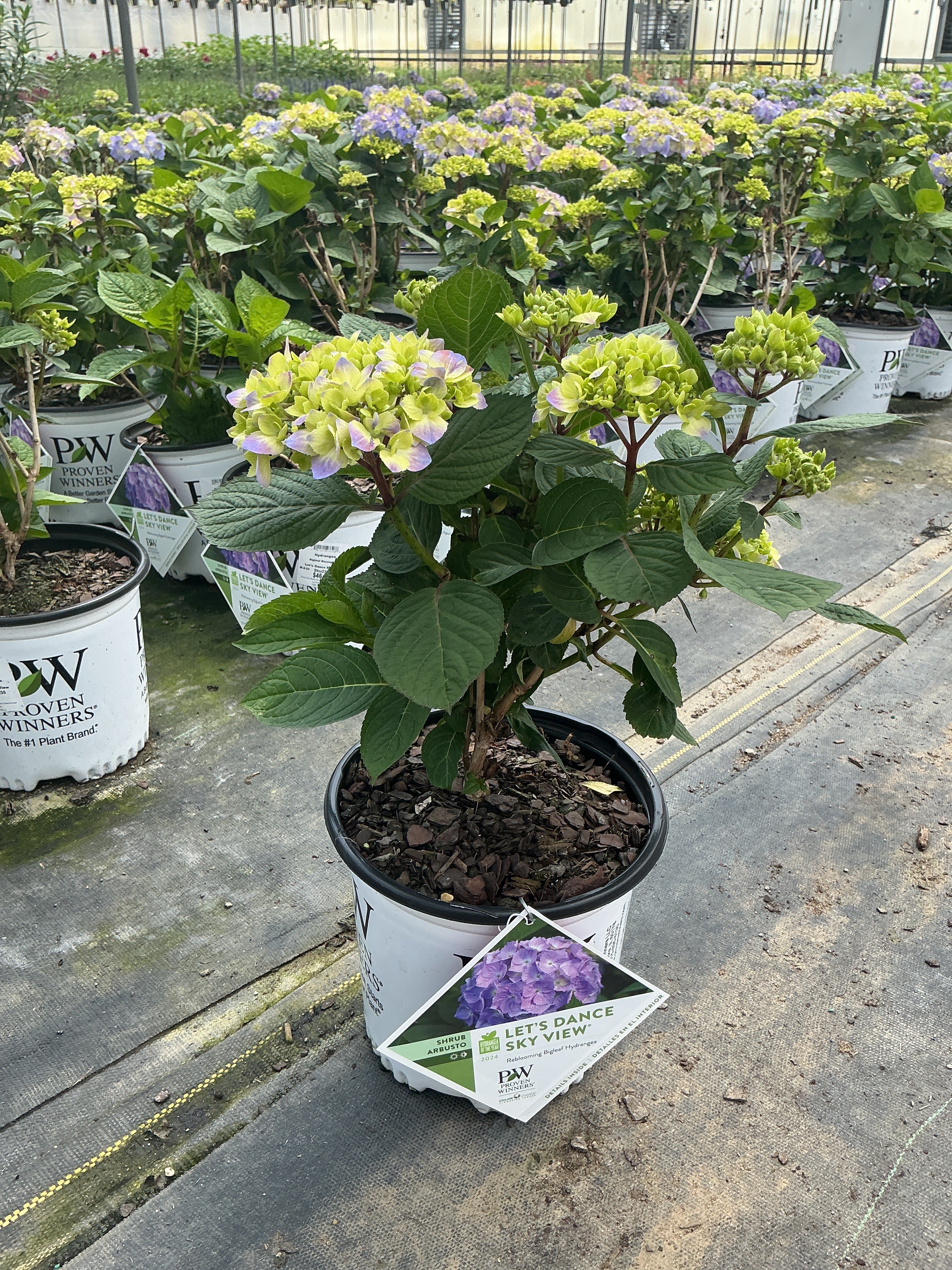 Hydrangea Macrophylla Let's Dance Sky View