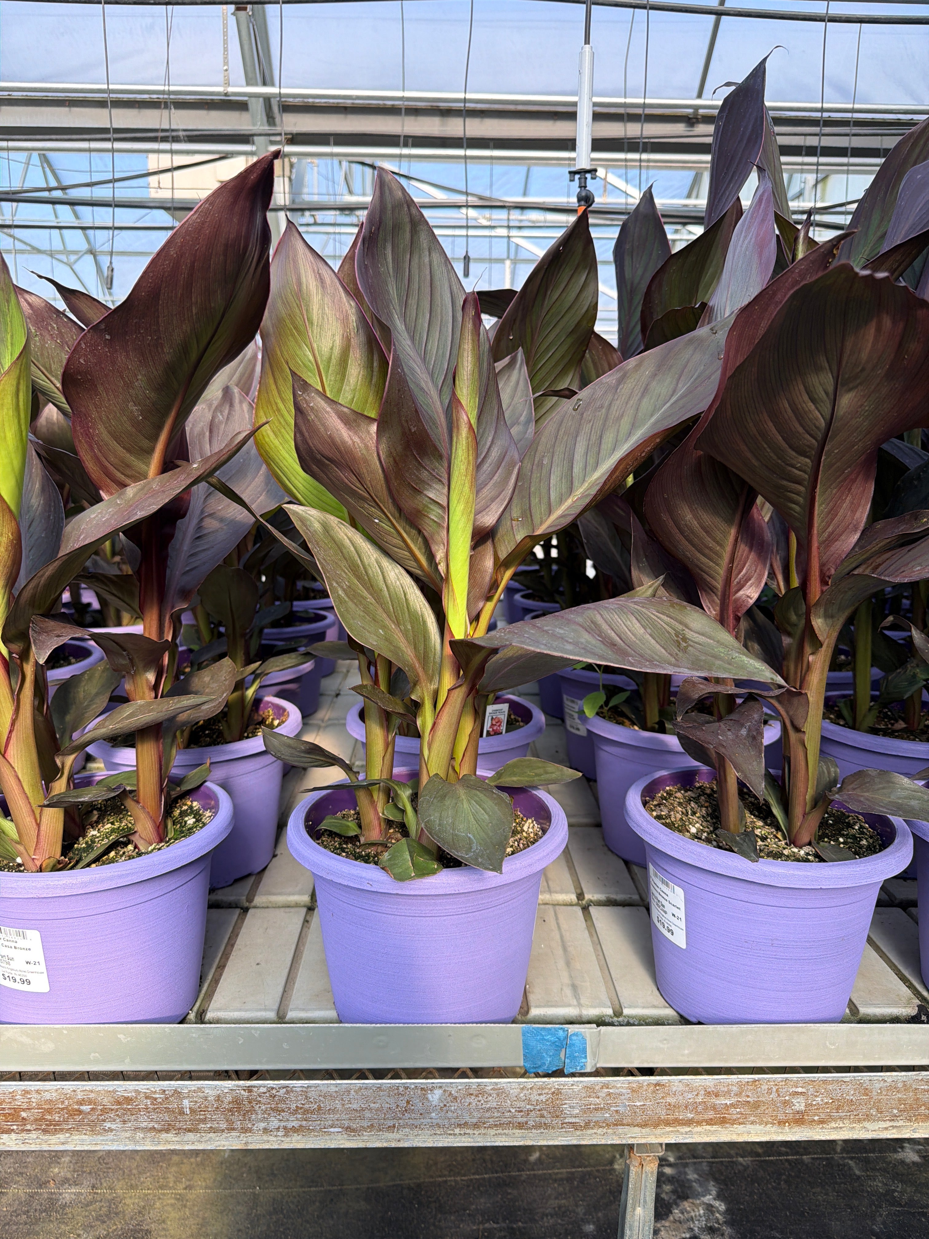 Canna Cannova Casa Bronze Peach - 8" Planter
