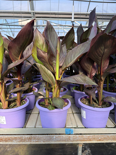 Canna Cannova Casa Bronze Peach - 8" Planter