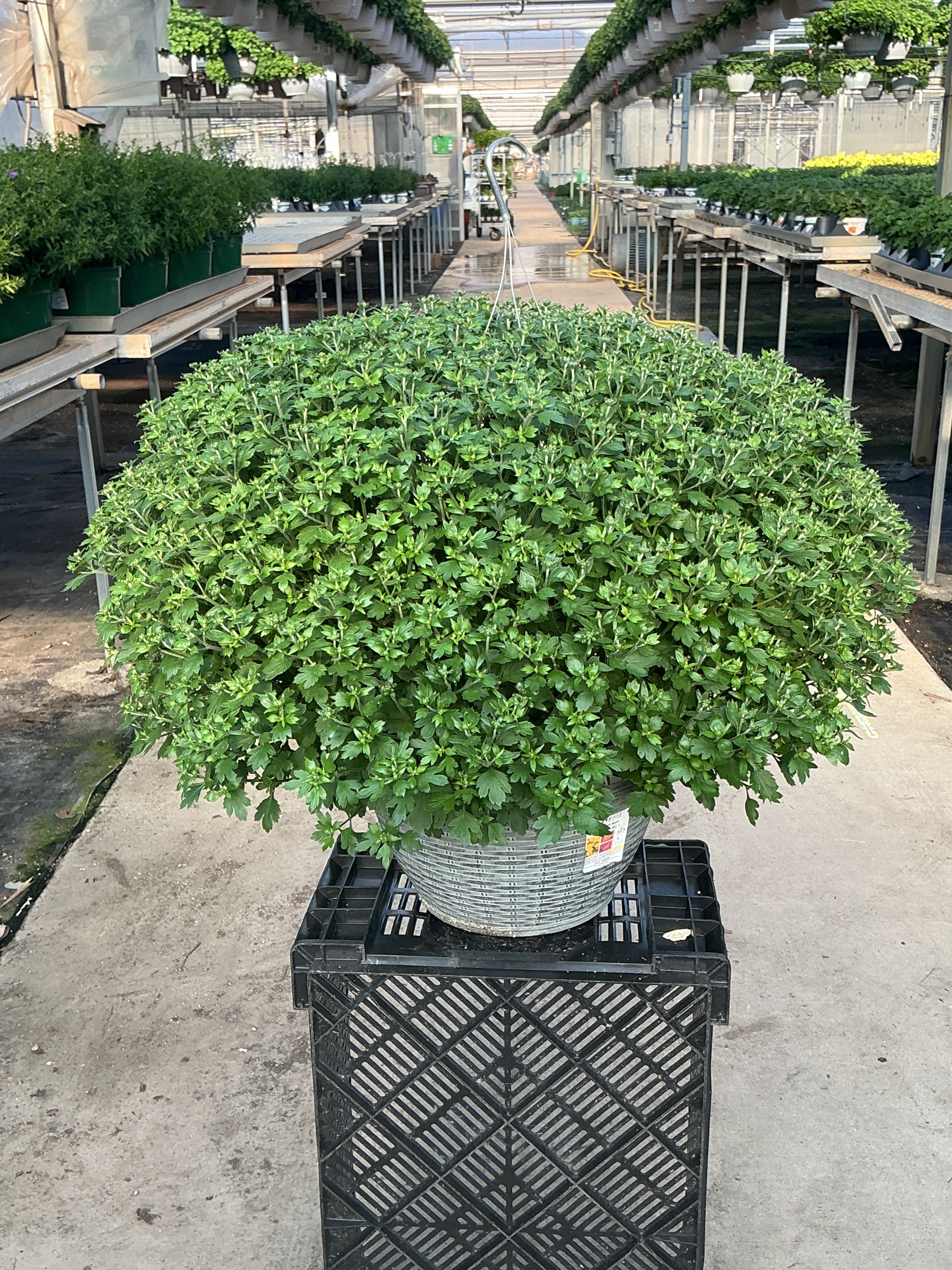 Jacqueline Tricolor (Mix 1) - 13" Garden Mum Hanging Basket