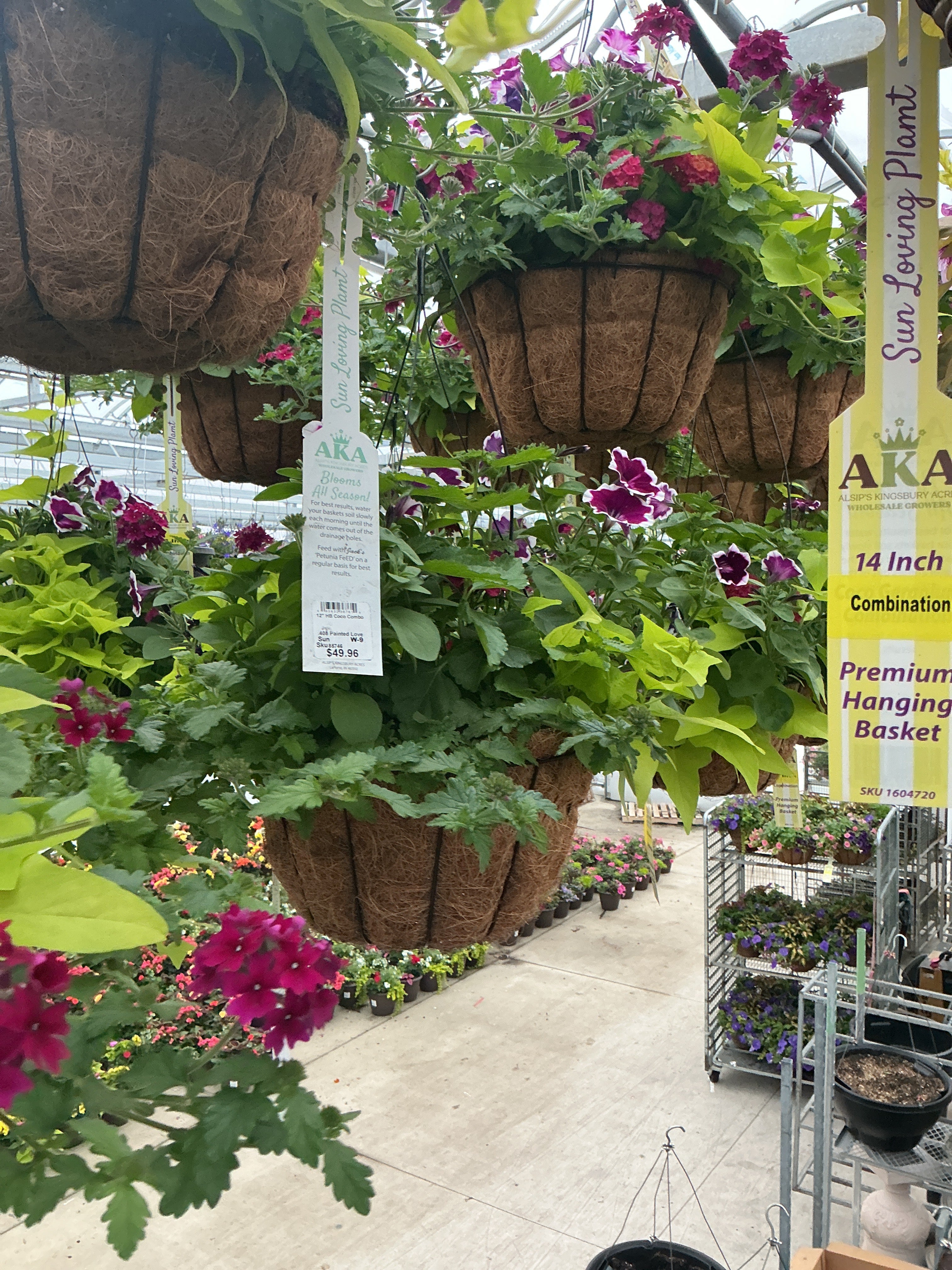 408 Painted Love - 12" Coco Hanging Basket