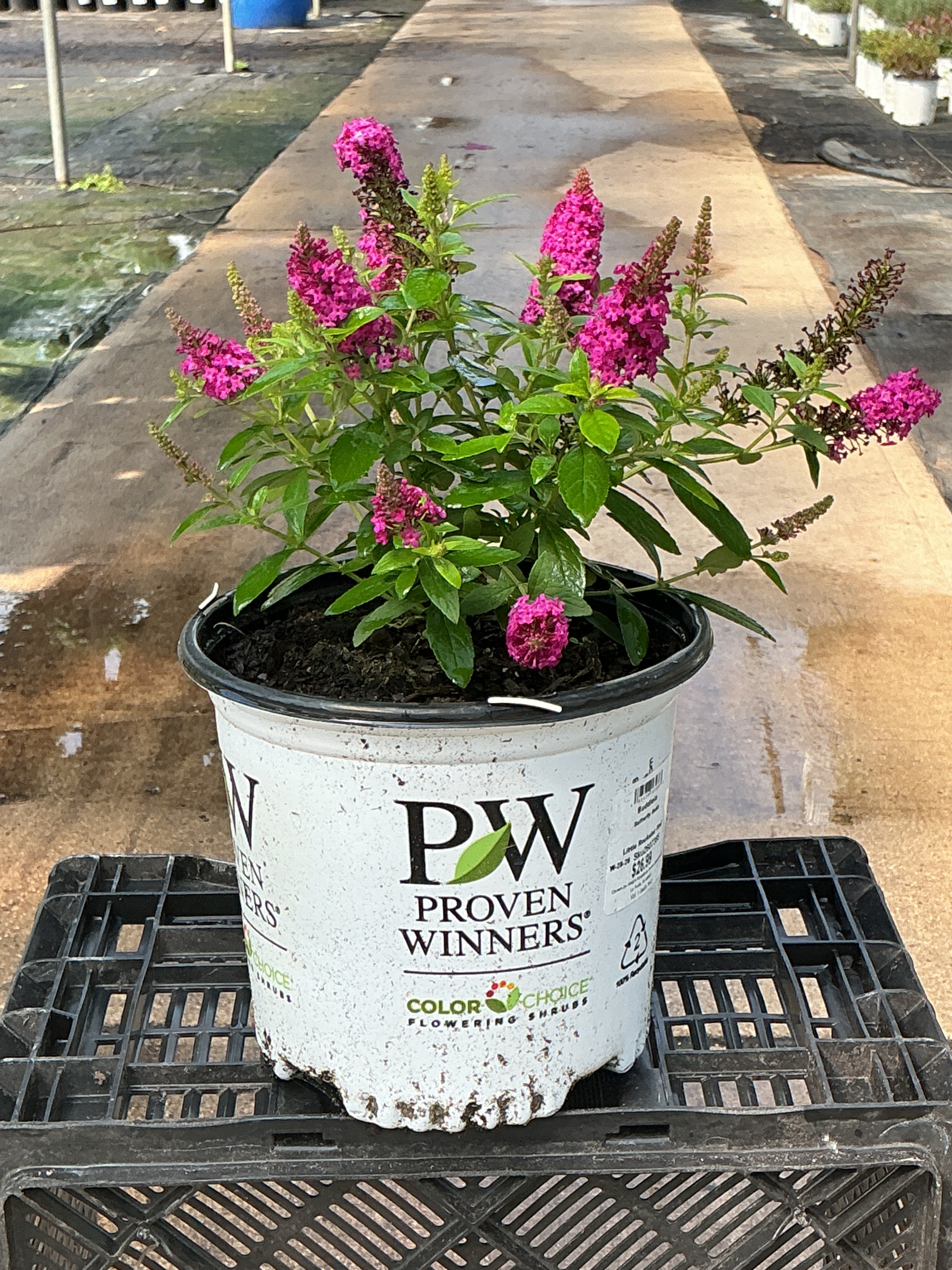 Buddleia Butterfly Little Rockstar Red