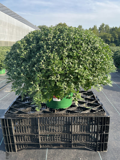 Sunset Orange - 9"x6" Potted Garden Mum