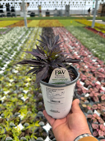 Ipomoea Sweet Caroline Medusa Black - 4.25" Proven Winners Annual