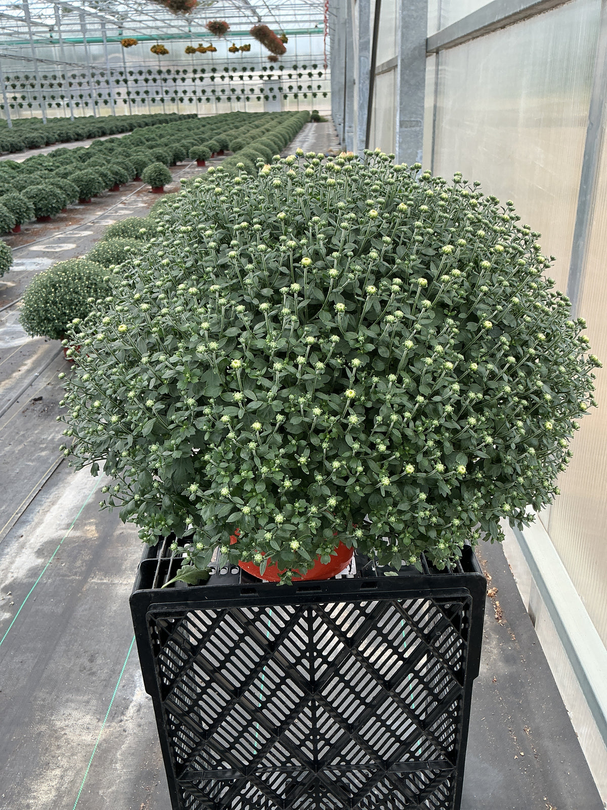 Jacqueline Orange Fusion - 8"x6" Potted Garden Mum