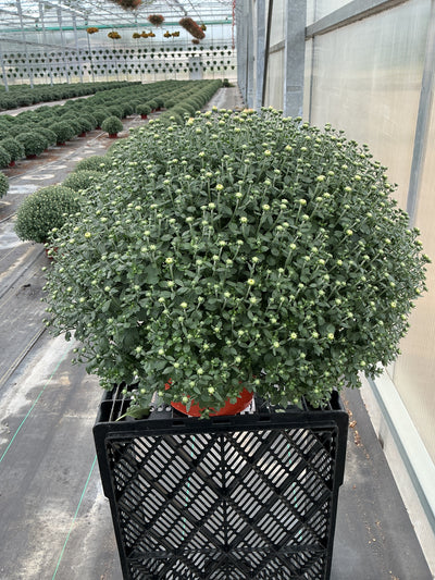 Jacqueline Orange Fusion - 8"x6" Potted Garden Mum