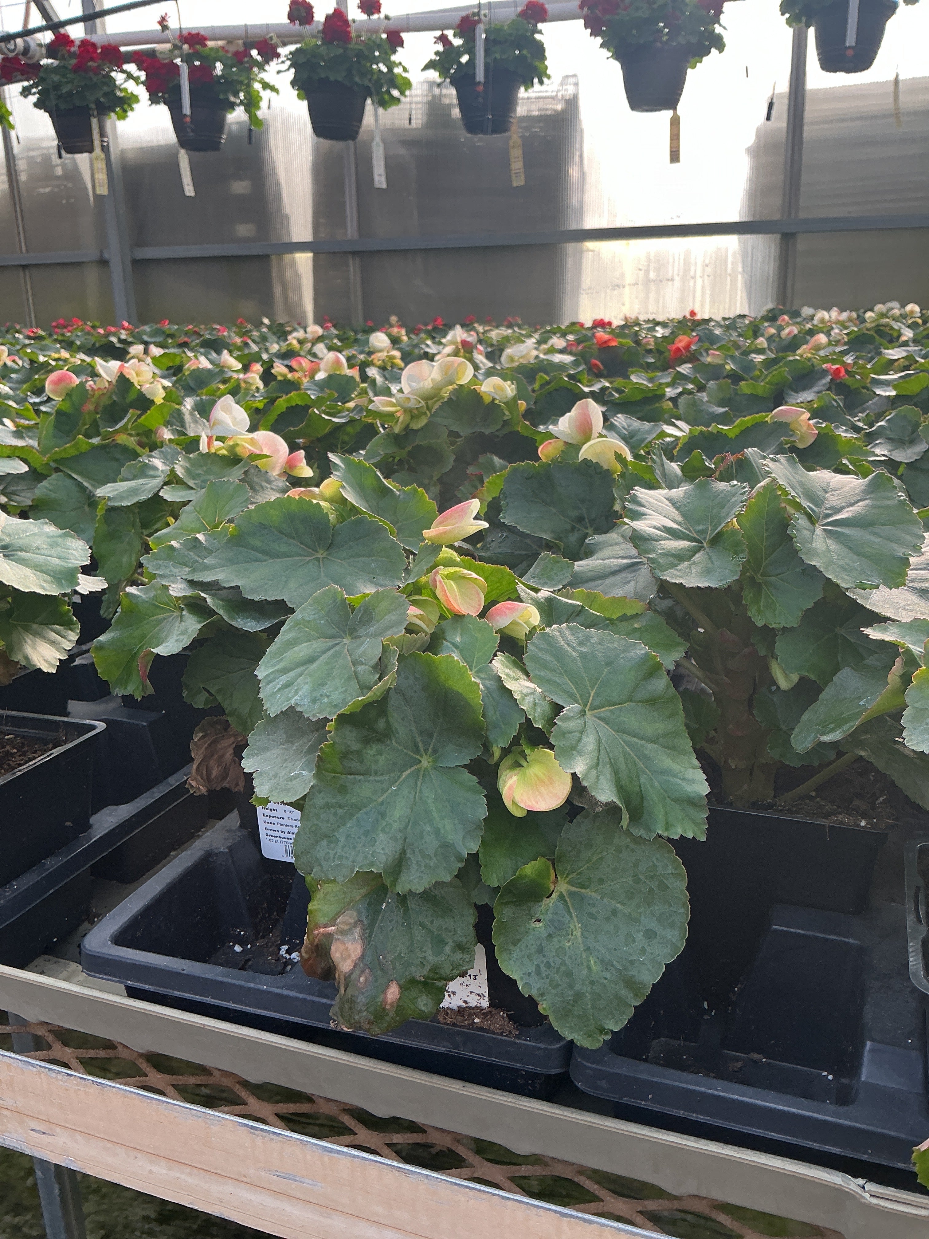 Begonia Amstel Clara - 4.5" Potted Begonia