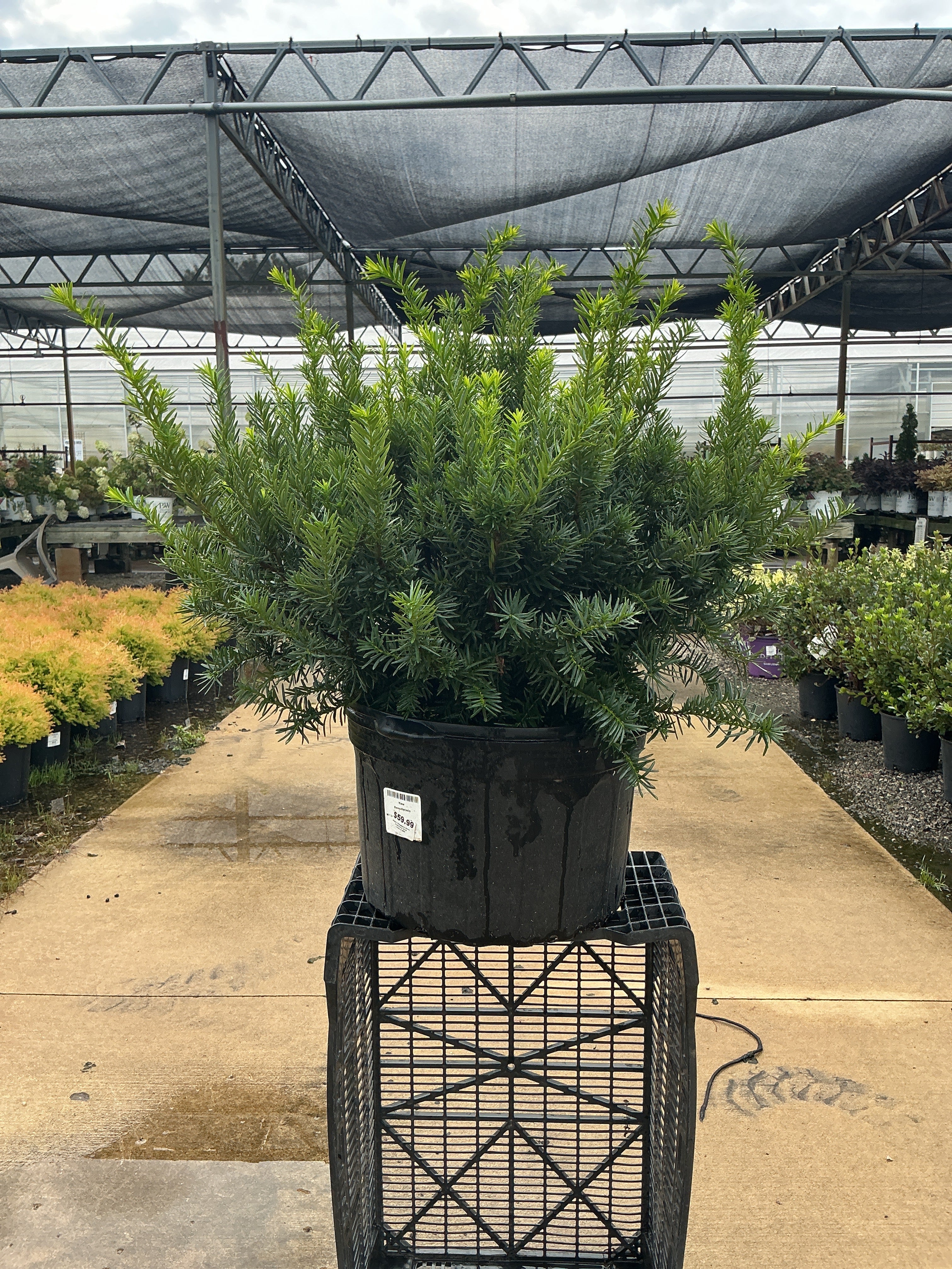 Taxus Densiformis